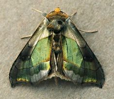 a green and yellow moth sitting on the ground