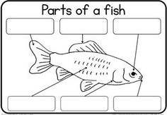 parts of a fish worksheet for kids with pictures on the front and back