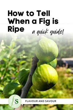 Image of fresh figs on a tree with text overlay. Figs Goat Cheese Honey, Fig Appetizer, Growing Fig Trees, Fig Dessert, Glazed Walnuts, Fig Salad, Fig Cake, Dried Figs