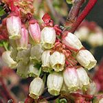 some white and red flowers on a tree