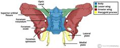 an image of the anatomy of a butterfly