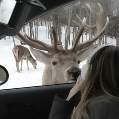 a woman is looking at a deer through the windshield of a car in the snow