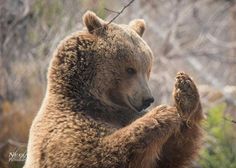 a large brown bear standing on its hind legs in the woods with his paw up