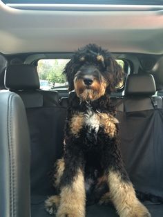 a dog sitting in the back seat of a car