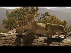 two lions standing on top of a rocky mountain