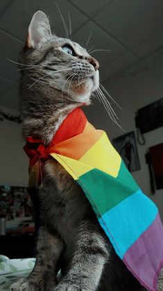 a cat wearing a rainbow colored tie on top of it's head and neck