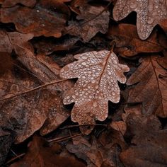 a leaf with water droplets on it laying on the ground next to other fallen leaves