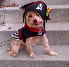 a small dog wearing a pirate costume on the steps with its tongue out and tongue out