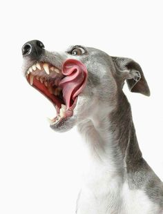 a gray and white dog with its mouth open