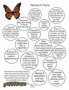 the monarch butterfly life cycle worksheet for kids to help students learn how to read and