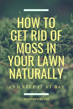 moss growing on the ground with text overlaying how to get rid of moss in your lawn naturally