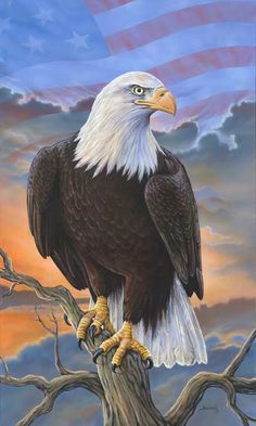 an eagle sitting on top of a tree branch with the american flag in the background