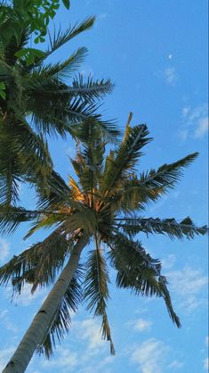 the top of a palm tree against a blue sky