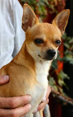 a person holding a small brown dog in their arms and petting it's face