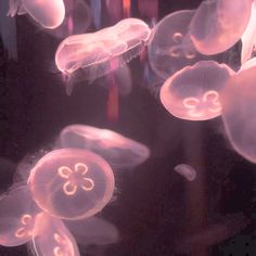 some jellyfish are floating in the water