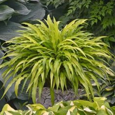 a large green plant sitting in the middle of some plants