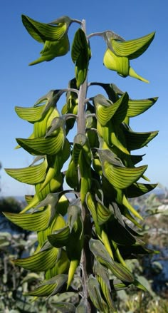 Plant Fungus, Green Bird, Unusual Flowers, Rare Flowers, Unique Plants, Pretty Plants