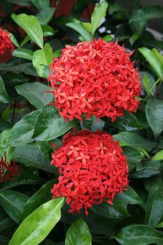 red flowers with green leaves in the background