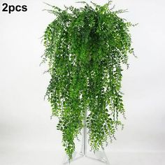 a tall green plant with lots of leaves on it's head is shown in front of a white background