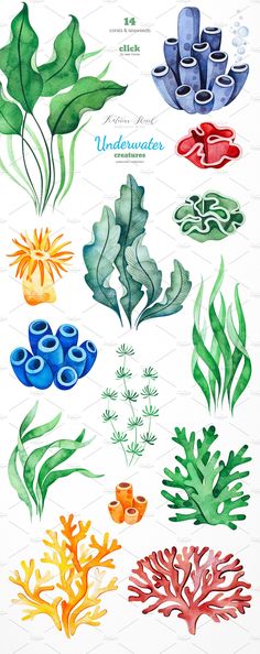 watercolor illustrations of seaweed and corals