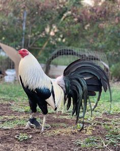 a black and white rooster standing on top of a field