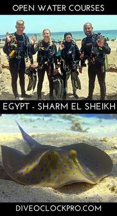 PADI Open Water Diver - Sharm Al Shiekh - Egypt Red Sea Diving, Scuba Diving Courses, Rescue Diver, Diving Course, Sea Diving, Sea Can, Deep Diving, Best Scuba Diving, Scuba Dive