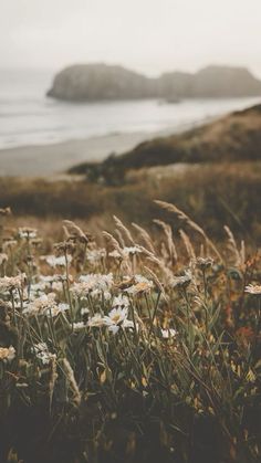 wildflowers in the foreground with an island in the background