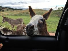 a donkey looking out the window of a car with another horse in the background behind it