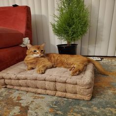 an orange cat laying on top of a cushion