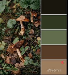 the color palette is green, brown and white with mushrooms growing on the ground in front of them