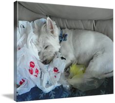 a small white dog sleeping on top of plastic bags in a couch with it's eyes closed