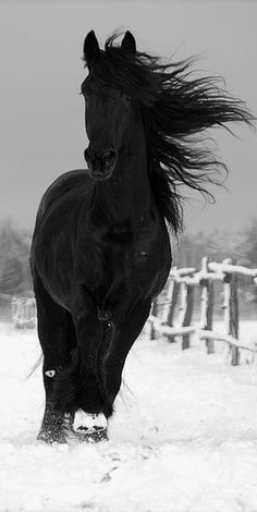 a black horse with long hair running in the snow