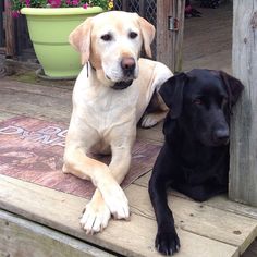 two dogs are sitting on the porch together