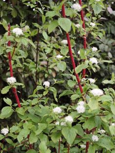 some white flowers and green leaves on a bush