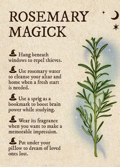 Mushroom Spells, Herbs Spiritual Meaning, Lavender Magic, Magical Herbs Witchcraft, Properties Of Herbs, Witch's Garden, Ritual Magic, Magickal Herbs, Witch Herbs