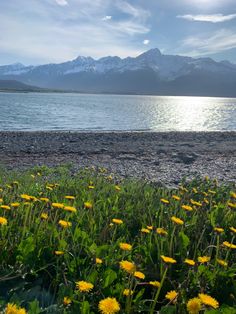 some yellow flowers are in the grass by the water and snow capped mountains behind them