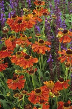 many orange and yellow flowers in a garden