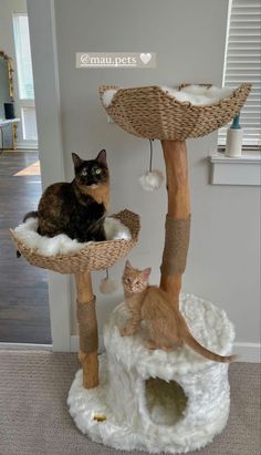 two cats sitting on top of a cat tree in a room with carpeted floors