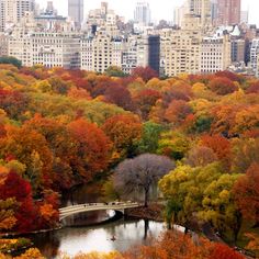 the city is full of tall buildings and lots of trees with colorful leaves on them