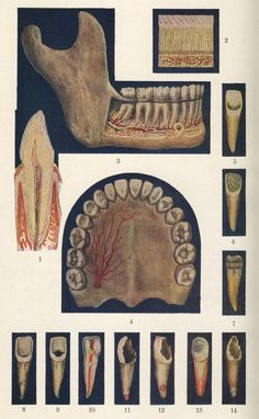 Teeth Anatomy, Dentistry Student, Dental Hygiene School, Dental Anatomy, Kedokteran Gigi, Dental Fun, Dental Life, Dental Art, Human Anatomy Art