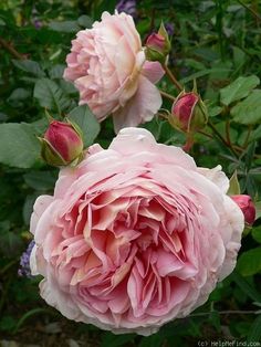 two pink flowers with green leaves in the background