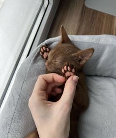 a person is petting a small brown cat with its paw on top of a pillow