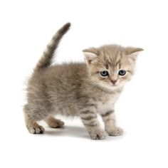 a small kitten standing on top of a white floor