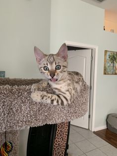 a cat laying on top of a scratching post