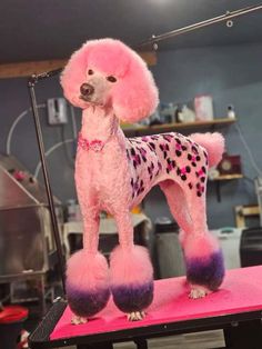 a pink poodle standing on top of a table