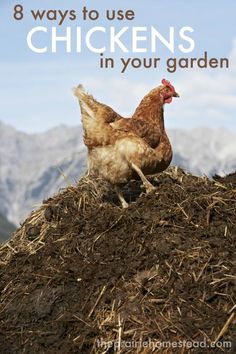 two chickens standing on top of a pile of dirt with the words 8 ways to use chickens in your garden