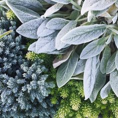 green and blue plants with frost on them