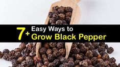 a wooden spoon filled with black pepper on top of a pile of brown pepper seeds