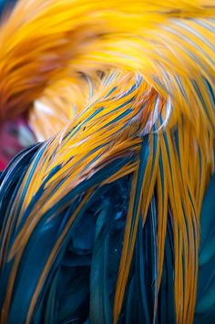 the feathers of a rooster are multicolored