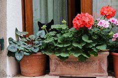 three potted plants with flowers in them on a window sill next to a cat